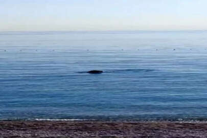 Konyaaltı sahilinde Akdeniz foku sürprizi