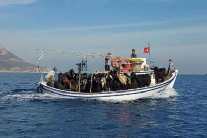 Mersin’de keçiler tekne ile taşındı