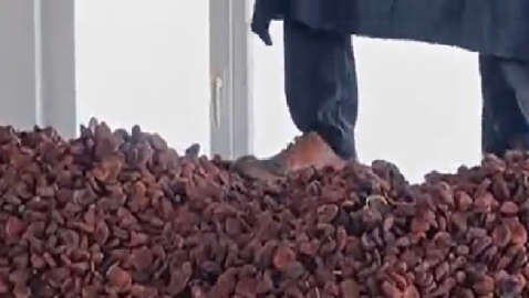 Ayakkabıyla kayısılara basarak çalışan üreticiye 10 bin TL ceza