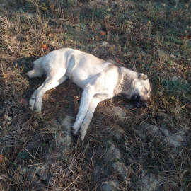 Çiftliğe atılan etten yiyen 5 Kangal köpeğinden 3'ü öldü