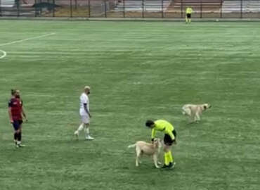 Ardahan'da sahaya köpekler girince hakem maçı durdurdu