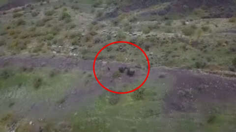Çiftçi, tarlaya giren domuz sürüsünü dronla uzaklaştırdı