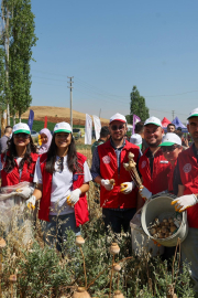Gönüllü gençler hasat için tarım alanlarında